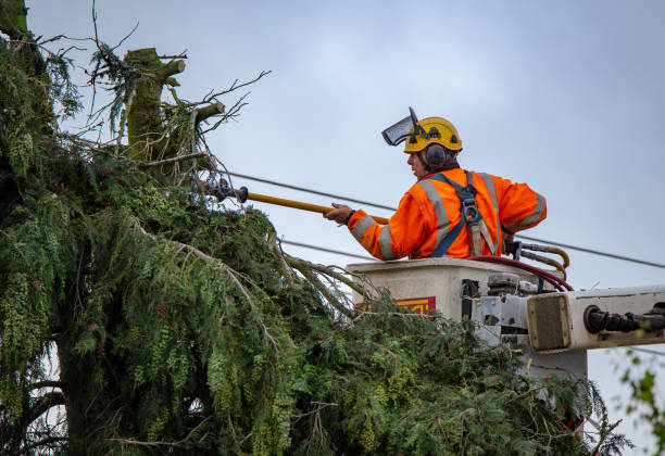 How Our Tree Care Process Works  in  Titusville, PA
