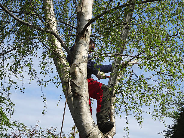 Best Tree Removal  in Titusville, PA